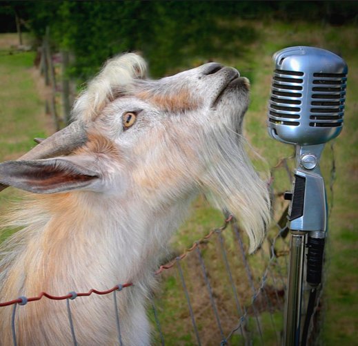 ajavonjoe's tweet image. Comment j'imagine les gens du #BlogCamp228  CHANTER les mérites de leur excursion
#Tgtwittos #TontonATQ