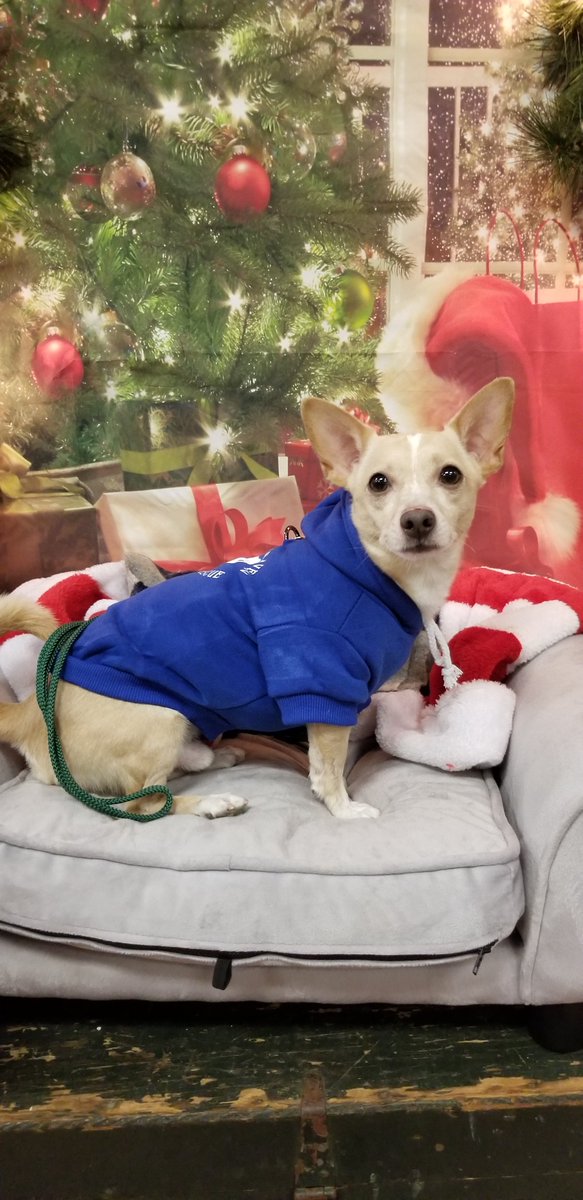 lcm_boutique's tweet photo. Ranger and Toby here on this rainy Sunday at #LCMPet. We had to go out into the rain and it wasnt fun! So #mtnhavenstrong made up some warm hoodies, just for us dogs! Stop on in and get one! 
#everdayadventuresatLCM #RangersWearingABellyShirt https://t.co/DqaQQkmVh7