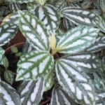 Eljardinencasa's tweet photo. #Jardinería
#Gardening
#LuckyPlants
#GoodLuckPlants
Plantas que atraen el dinero y la #buenasuerte
https://t.co/qhyNYsTbPB https://t.co/hCaZLTZekG