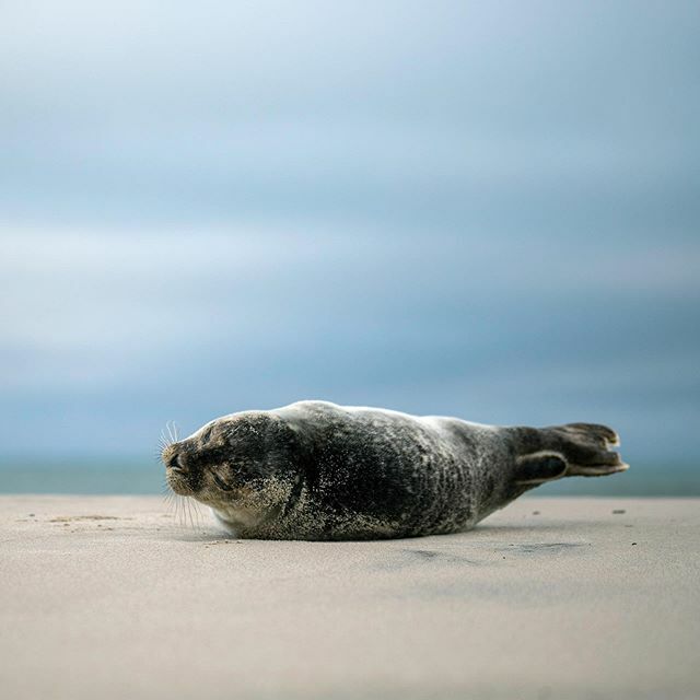 Just relaxing #sel #seal #natgeo #natgeotravel #naturettl #animalelite #bns_nature #earthcapture #naturegrampixels #naturelover_gr #royalsnappingartists #instanaturefriends #discoverwildlife #wildlifeonearth #wildlifeplanet #bekindtoanimals #animalsultan… ift.tt/2rirzMu