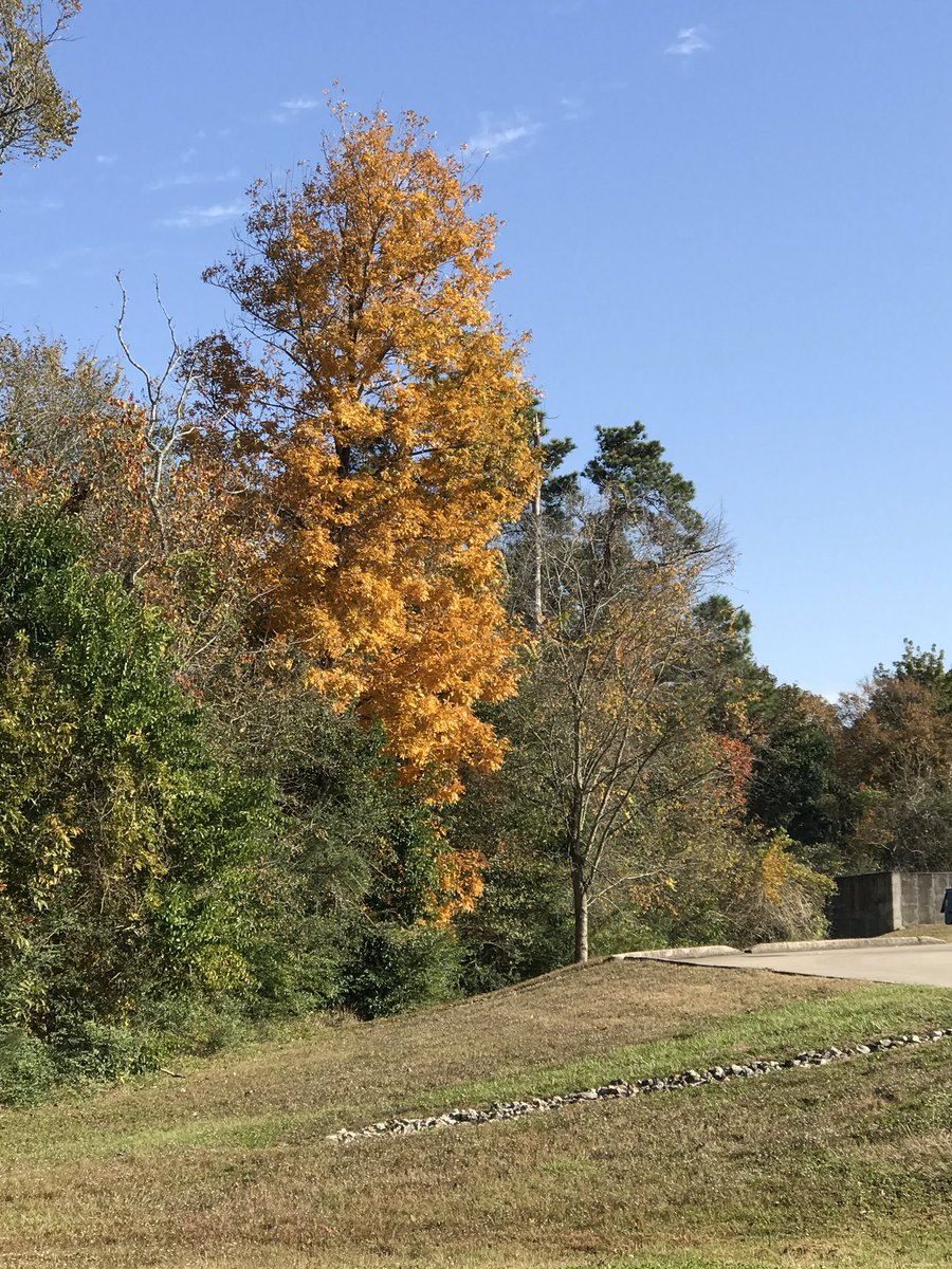 MariaCurtis1's tweet image. Enjoying the gorgeous fall weather! 🍂🍁🍂🍁🍂🍁🍂🍁🍂🍁🍂🍁🍂🍁