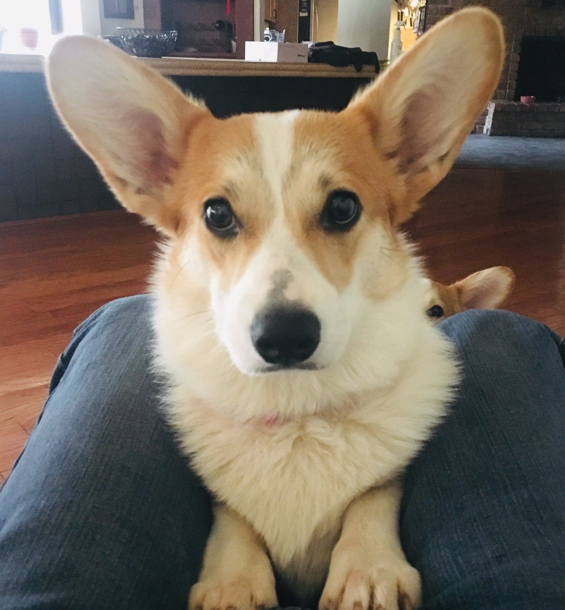 Its sunny outside. Go. 
Dont forget to like subscribe comment share bopit twistit quitclicking thinkforyourself petadog turnoff therevolutionwillnotbeteleviseditsstreamingondisney+