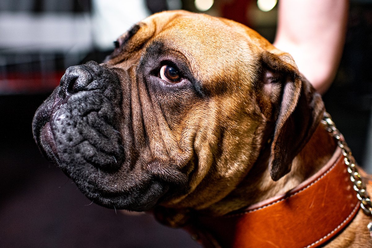 Important to note: SJ is a v good boy and also 3-0. 🐶