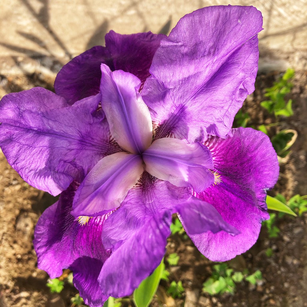 leon_sixsan's tweet photo. Mi nueva flor favorita #flores #flordeiris https://t.co/e5ulizFAvD