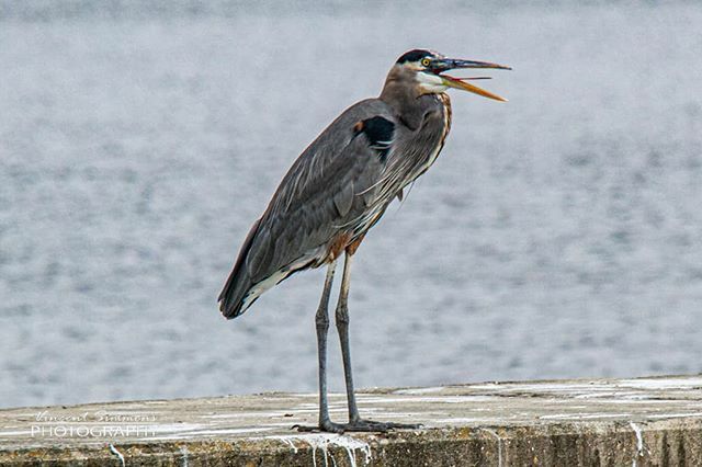 Great Blue Heron
#neworleansphotographer #vincentsimmonsphotography #canon7d #avianphoto #onetimeinnola #nolanewsgram #picoftheday #nolalove #followyournola #nolaphotography #greatblueheron #birds #birdphotography #naturephotography #gonola504 #nolanatur… ift.tt/2Dbml7E