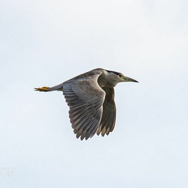 Black Crowned Night Heron
#neworleansphotographer #vincentsimmonsphotography #canon7d #avianphoto #onetimeinnola #nolanewsgram #picoftheday #nolalove #followyournola #nolaphotography #blackcrownednightheron #birds #birdphotography #naturephotography #gon… ift.tt/2DbmkAC