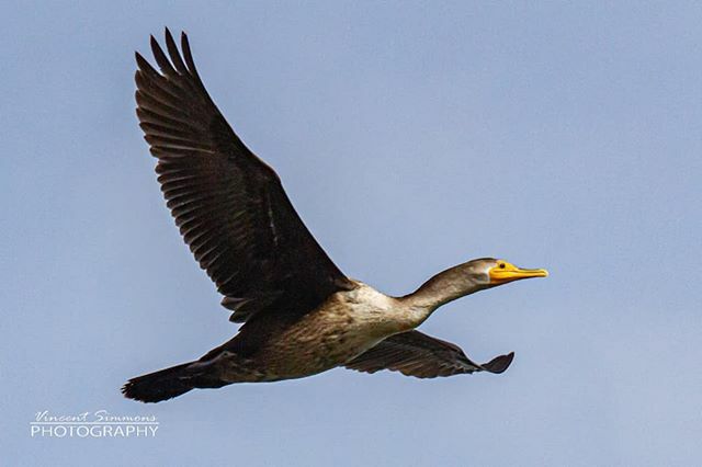 Cormorant in flight
#neworleansphotographer #vincentsimmonsphotography #canon7d #avianphoto #onetimeinnola #nolanewsgram #picoftheday #nolalove #followyournola #nolaphotography #cormorant #birds #birdphotography #naturephotography #gonola504 #nolanature … ift.tt/34iNNfE