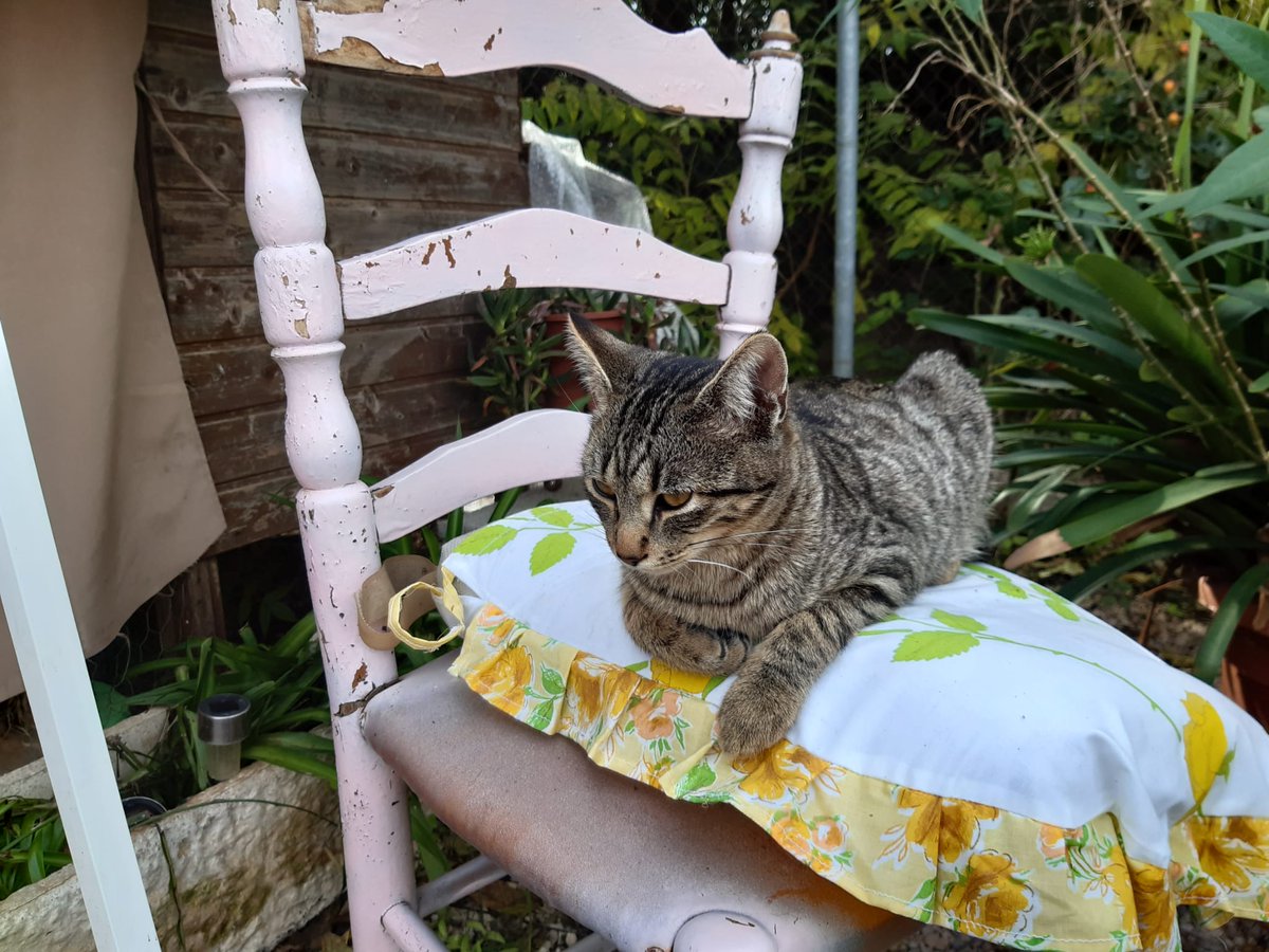 Esta mañana de visita en el <a href="/jardinetestacio/">El Jardinet de l'Estació</a> 😻😻 disfrutando de la compañía. Un bonito proyecto que hace una bonita acción con los gatos de la zona. ¡Enhorabuena!