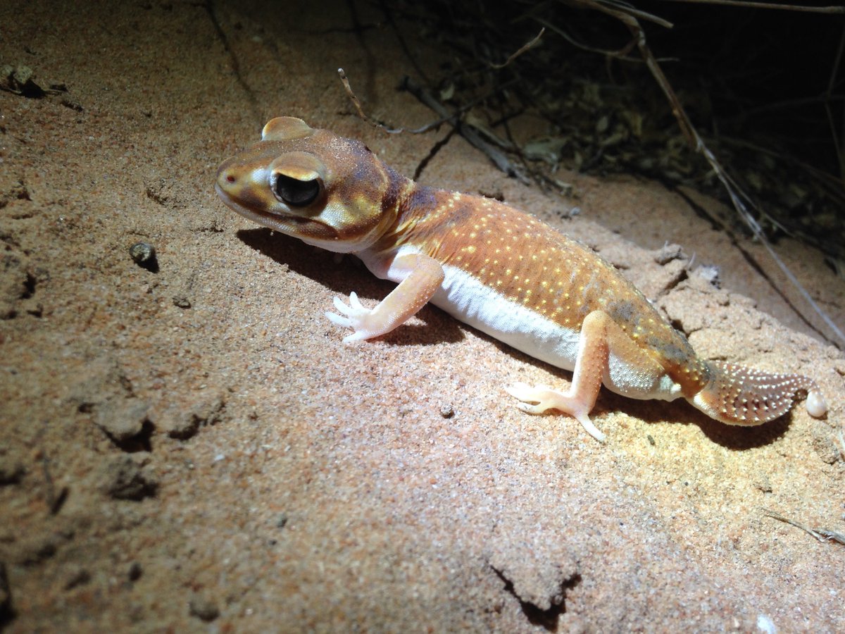 Three-lined knobtail gecko