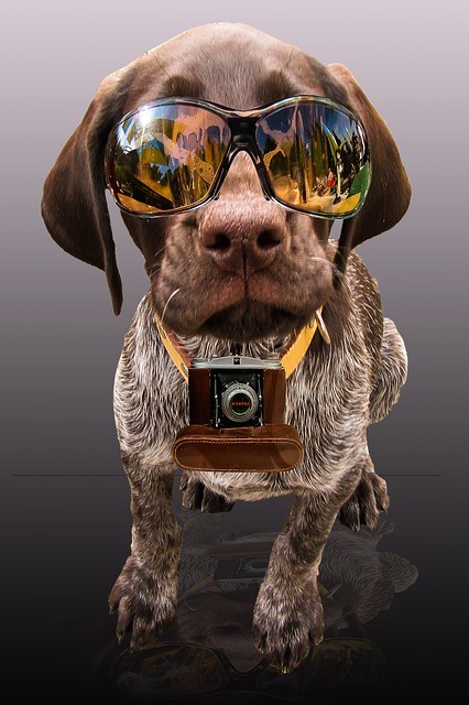 PetLegz's tweet photo. Photo By Gellinger | Pixabay 
 #partner #press #news #instadogs #dogsofinstaworld #dogsofinstgram #rescuedogsofinstagram #dogscorner https://t.co/CCJJAh3H9i