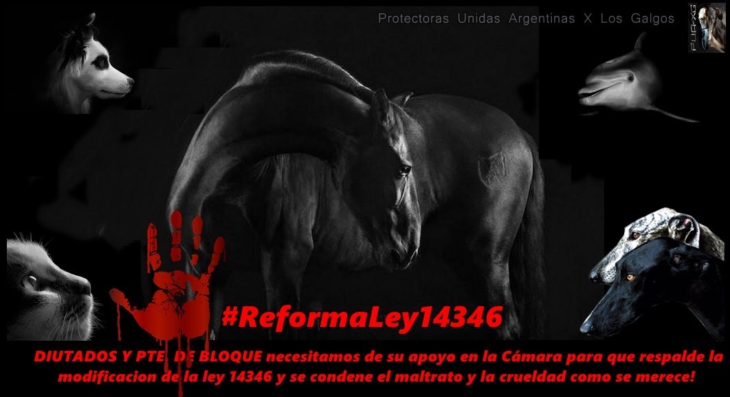 ProtectorasUnidasArg tweet media