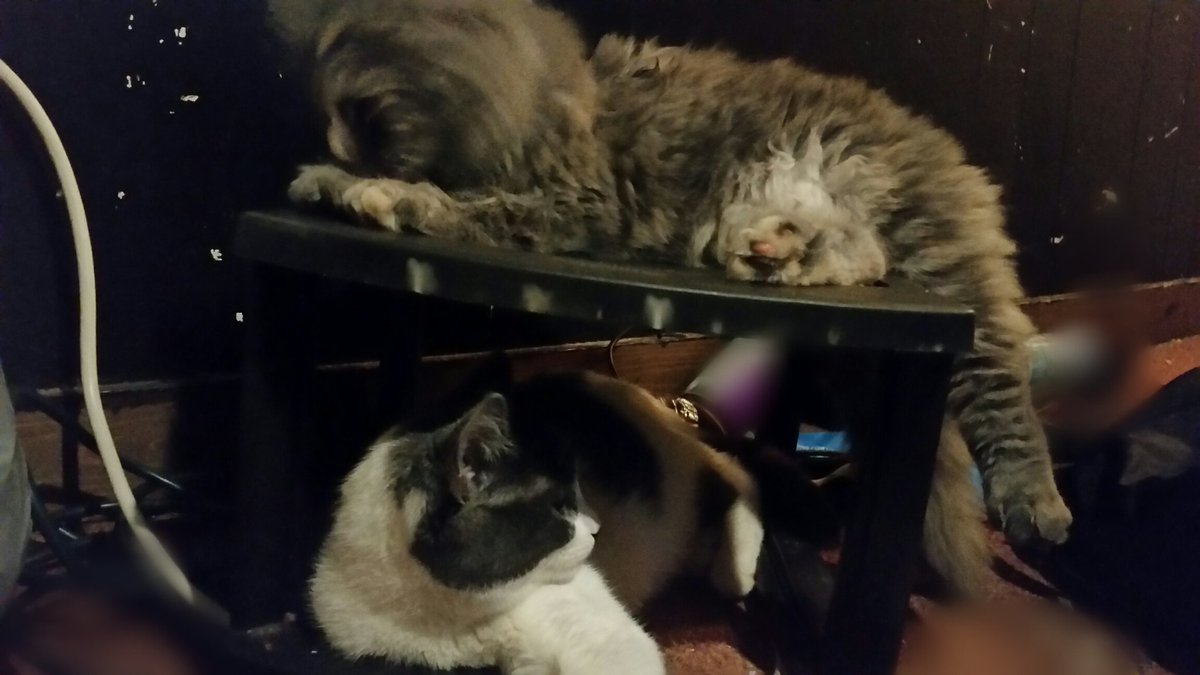 JillSandwichYT's tweet photo. My cats Elizabeth and Richtofen relaxin' #CatsOfTwitter #catlife yes I'm a #catman https://t.co/VIUoWOexks