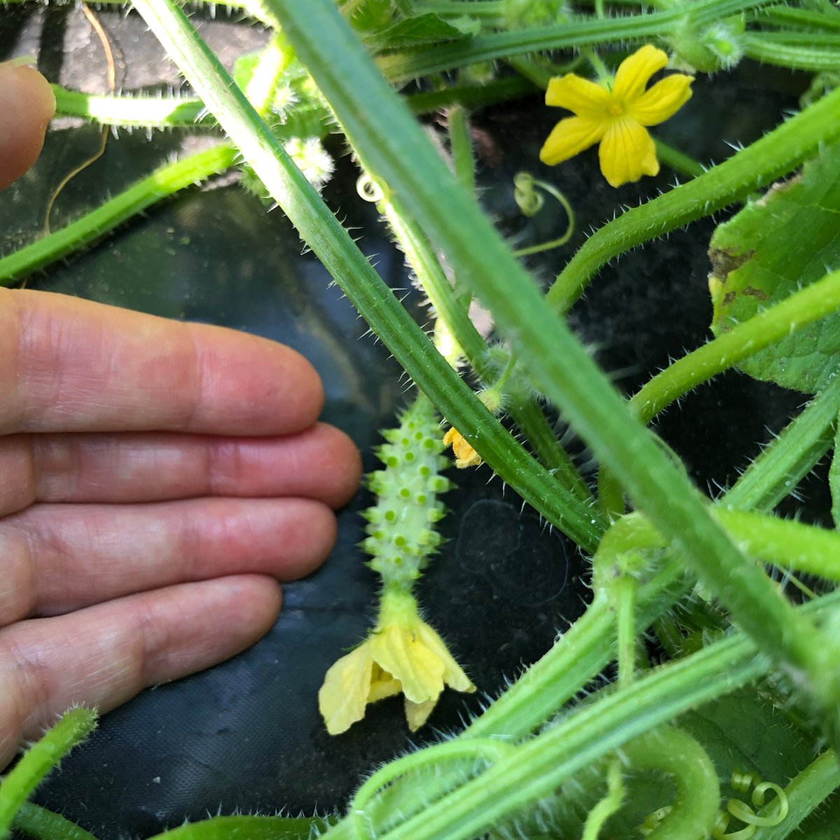 EnzedExotics's tweet image. Baby Kiwano. It's almost a shame they have to grow up right?! #naturallygrownfood