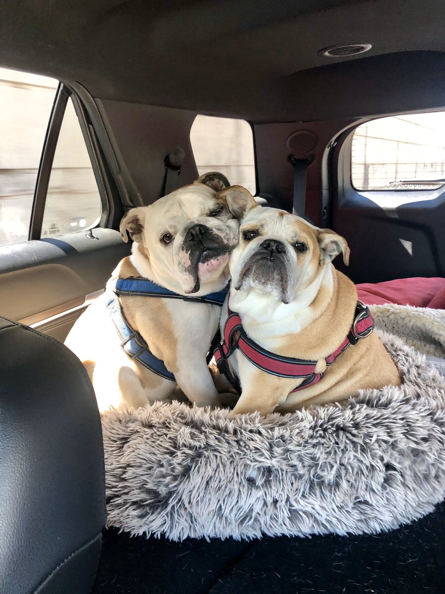 Bulldogways's tweet photo. @chrissyteigen We love when our Dad comes home to us too! https://t.co/cyBiiwXwFD