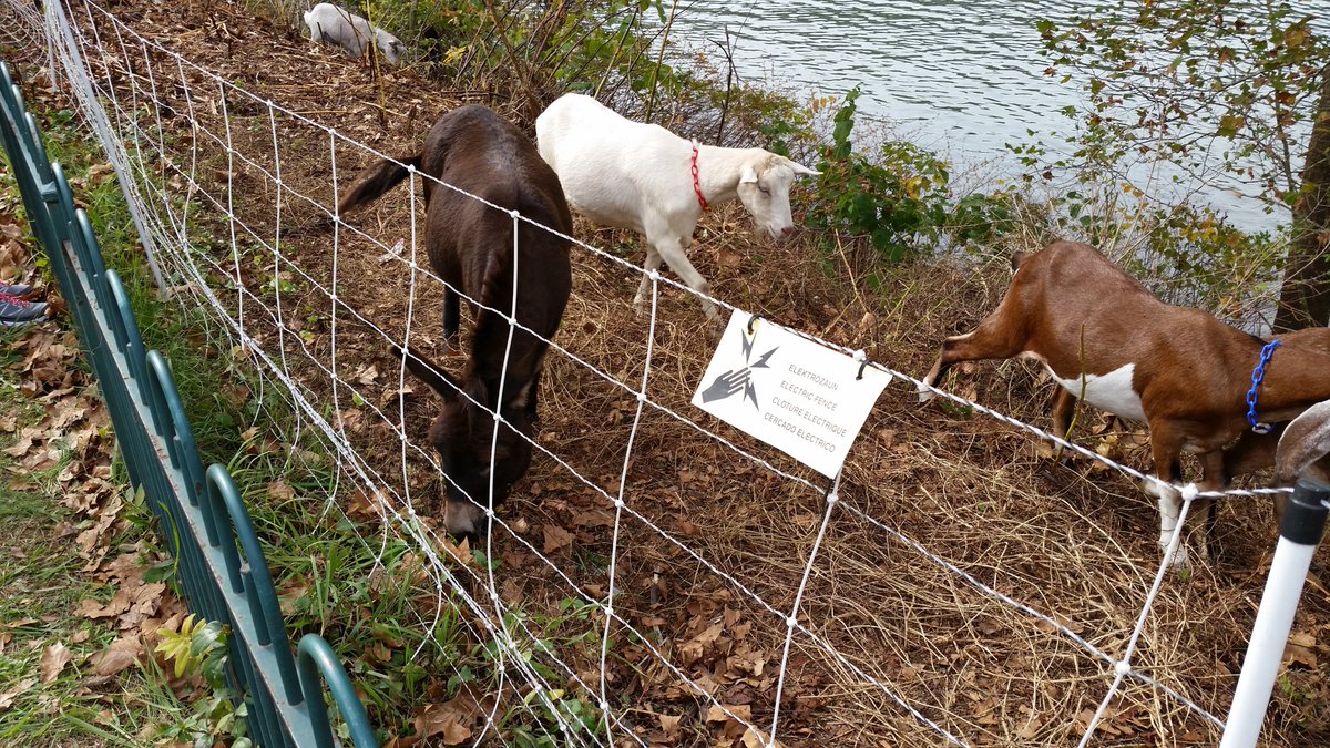 Rebecca_Beep's tweet photo. Saw these @AllGoatscape goats and stopped to watch them work https://t.co/3EIHyNOPT5