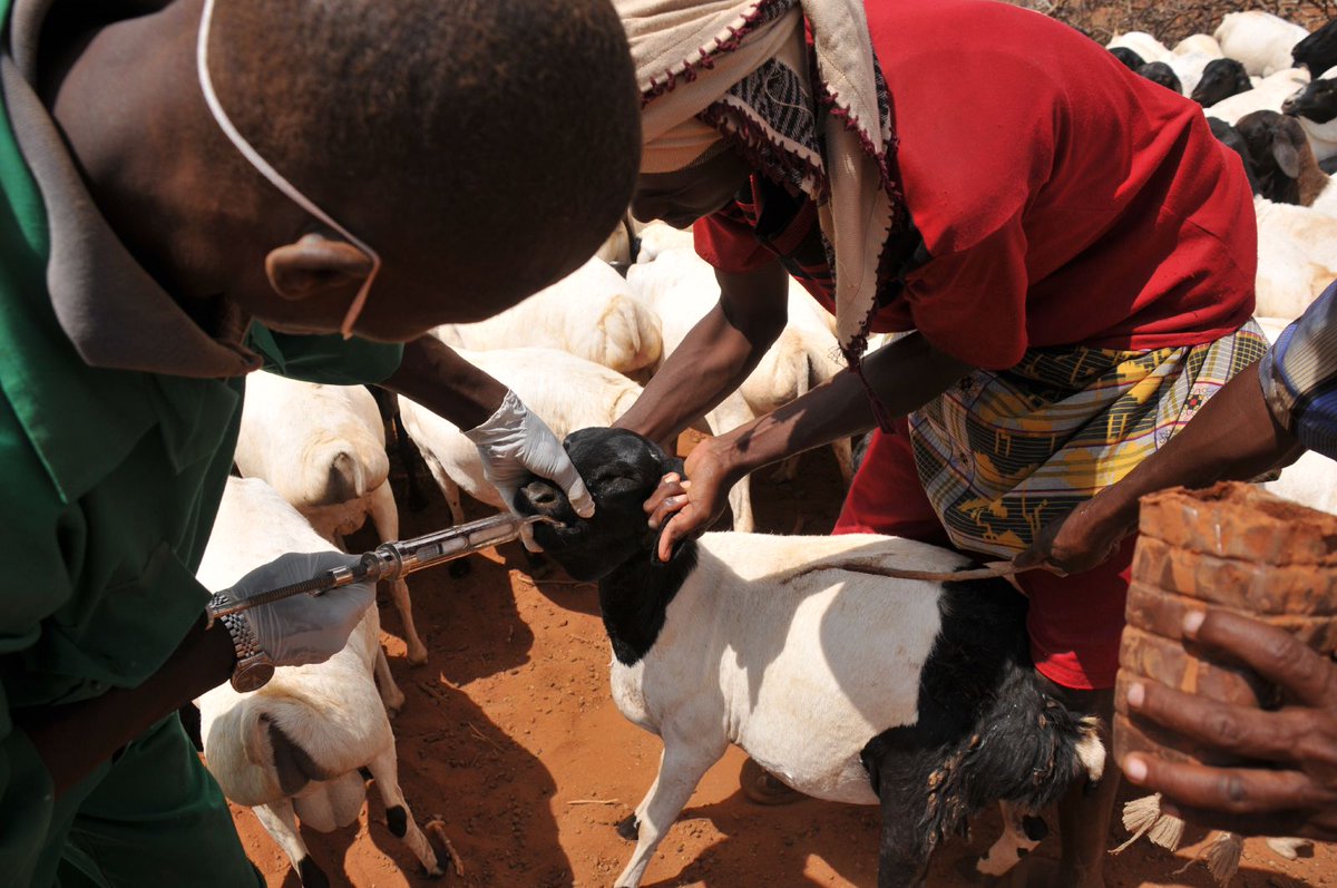 Dr_Laurien_'s tweet photo. Veterinary Medicine is a noble profession 

The hardest job you will ever love

Let's care our animals 

#HealthAnimals 
#HealthyhumanBeing 
@Avms_unibadan 
@namanyafred8 
@Ariyo_Adebayo15 
@a_adewole
@FisherNiyorugi1 
@HABUMUGISHADis1 
@DrProtais https://t.co/CA03MMgLxy