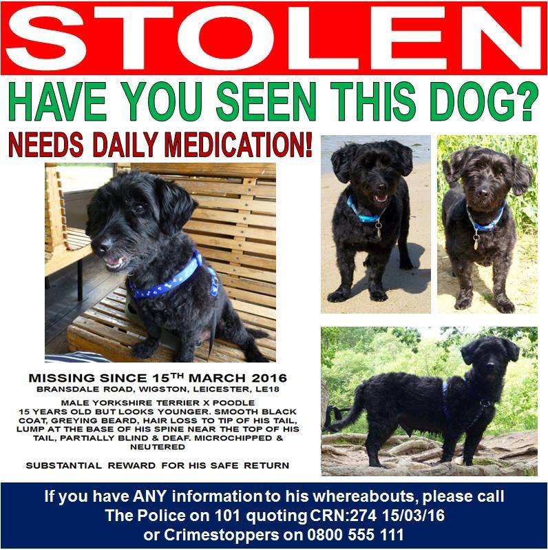 blacklab115's tweet photo. #findpippin #stolen after a break in.#cctv previously showed a male prowling around owners boundary.Suspect is thought to be a local man.Visit #findpippin's fb page to see #cctv footage #wigston https://t.co/n6QqmKGVf8