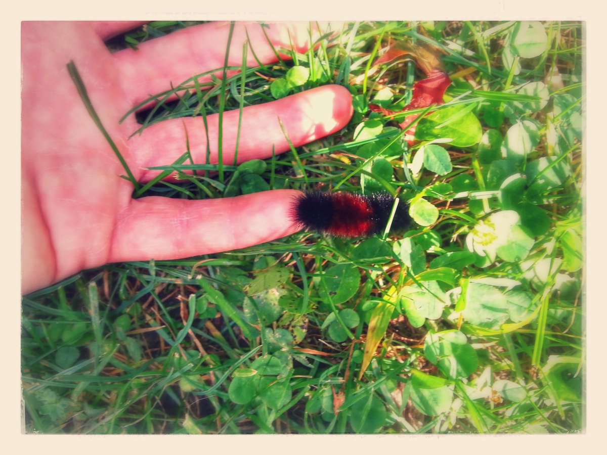 Rebecca_Beep's tweet photo. This wooly bear caterpillar presages a cold winter https://t.co/BPWCnGqr4C