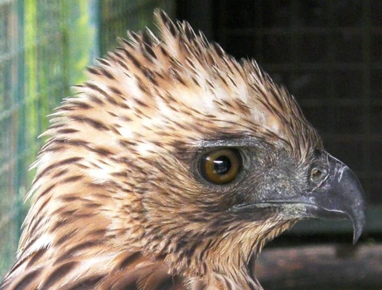 Asti At Astindonesia Twitter