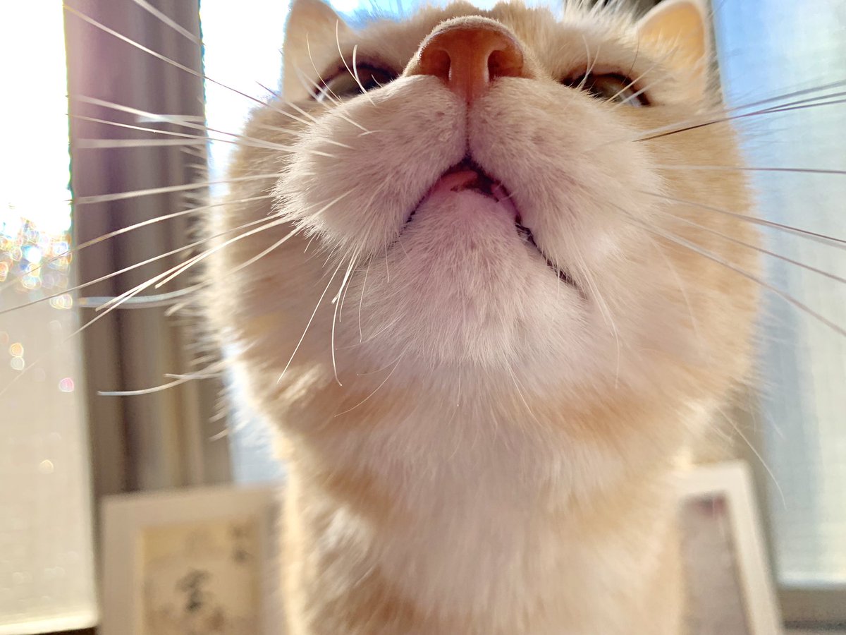 可愛い猫マズルをくらえ選手権