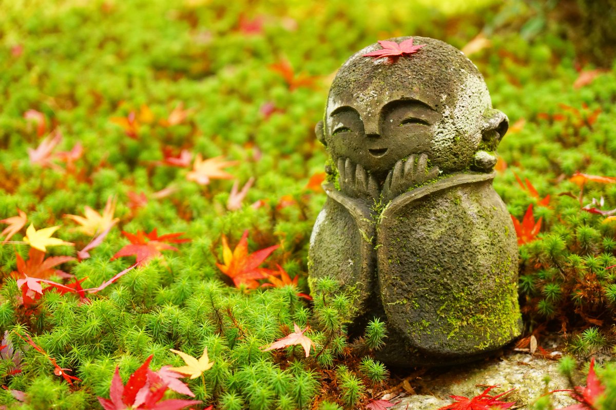 yt_innocent's tweet photo. #圓光寺 の #紅葉 🍁 #AutumnColors in Enkō-ji on Nov. 24
.
#円光寺 #Enkoji #Enkouji #Enkojitemple #Enkoujitemple #苔 #moss #わらべ地蔵 #Warabejizo #紅葉 #黄葉 #AutumnColor #FallColor #FallColors #AutumnLeaves #FallLeaves #LeavesFalling #AutumnLeafColor #AutumnLeafColors https://t.co/NfC5MTEoAK