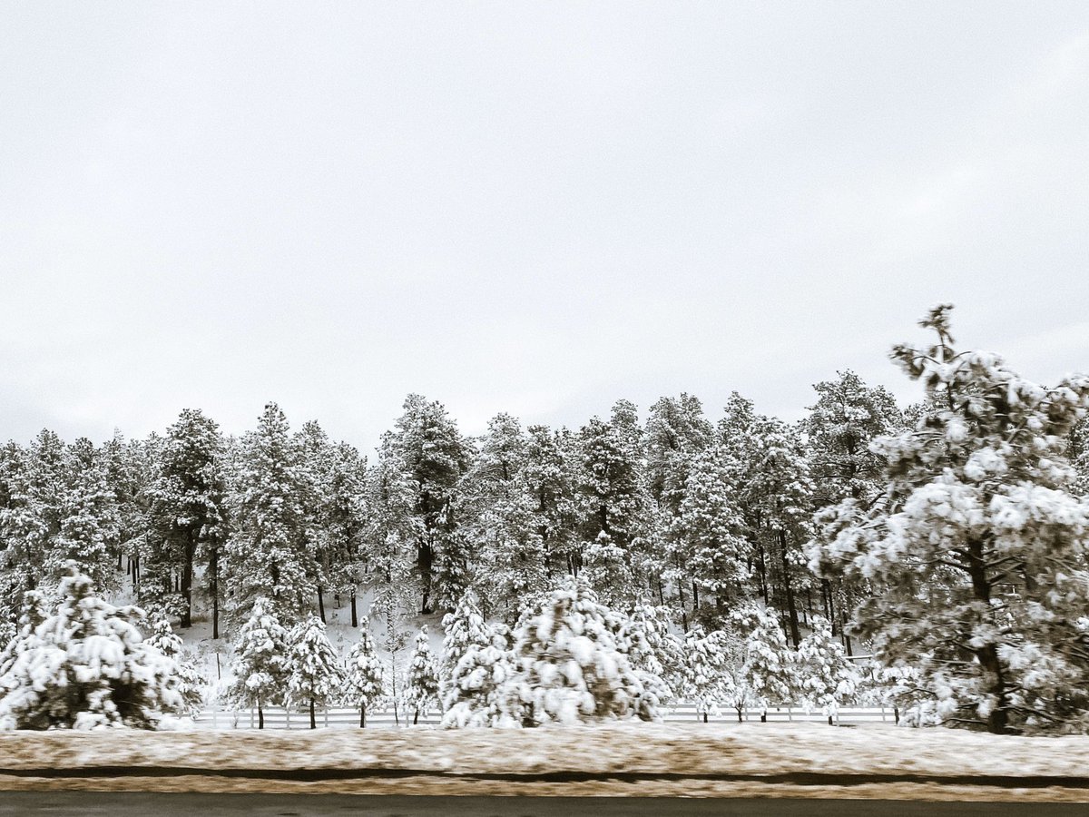 Landscape of dense, snow-covered trees with a stark white sky