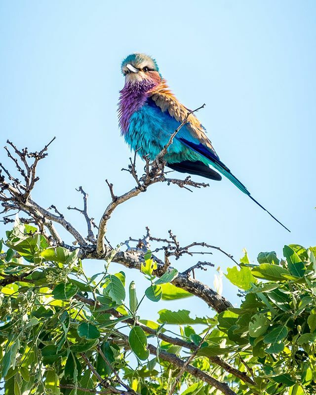 carabarron's tweet photo. Check out those colours of this roller, almost unreal! It’s always a flash of colour and then they are gone. I always have a mad dash for the camera to try capture before they fly off. This lilac-breasted roller was too kind and gave me an extra couple o… https://t.co/4roXa8XcYl https://t.co/zOtvGI7JEC