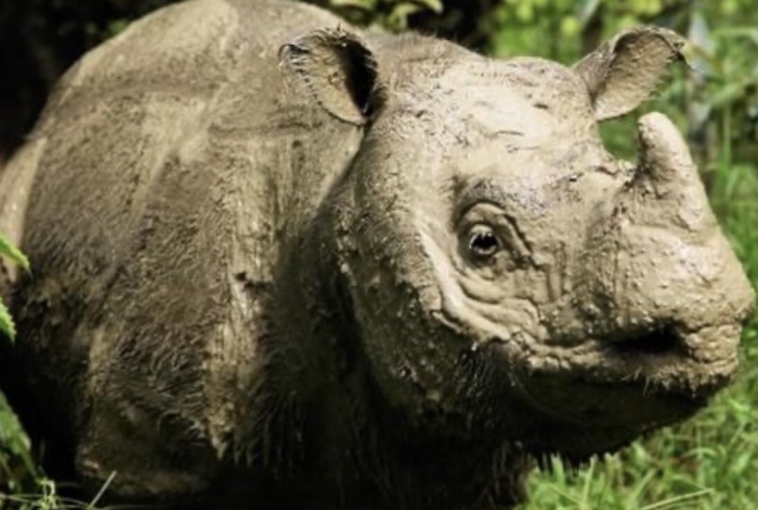 Tragedy for in imperiled species! Today Iman, the gentle giant, the last surviving Sumatran rhino in Malaysia has died from cancer. Now only 80 of these remarkable creatures of the forest remain!￼