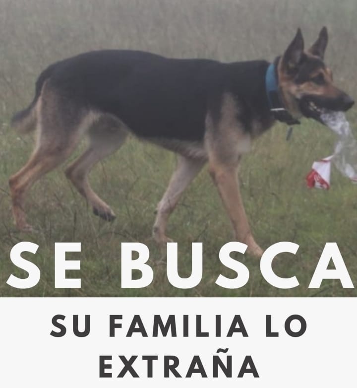 SoyUnDAGDA's tweet photo. Desde el 4 de noviembre el Hotel Rancho los Verde extravio a Bunker y está perdido en bosque en Acaxochitlán Hgo. y se necesita URGENTE apoyo de un helicóptero en dónde podemos hacer un buen intercambio a nivel mediático o sea a bajo costo. 
https://t.co/CvHfTsH30W
#casobunker https://t.co/QGrB6bw8Ap
