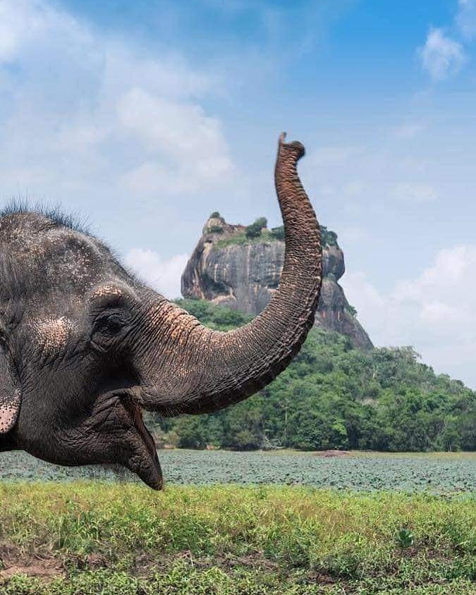 CenterLanka's tweet photo. #Best_tour_plans_to_srilanka
#Negambo #sigiriya #habarana #minneriyanationalpark #sigiriyalionrock #polonnaruwa #anuradhapura #trincomalee #kandy #nuwaraeliya #ella #ellarock #ninearch #rawanawaterfall #yala #udawalawa #tangalle #mirissa #unawatuna #galle #hikkaduwa #bentota https://t.co/saYdPVuLxx
