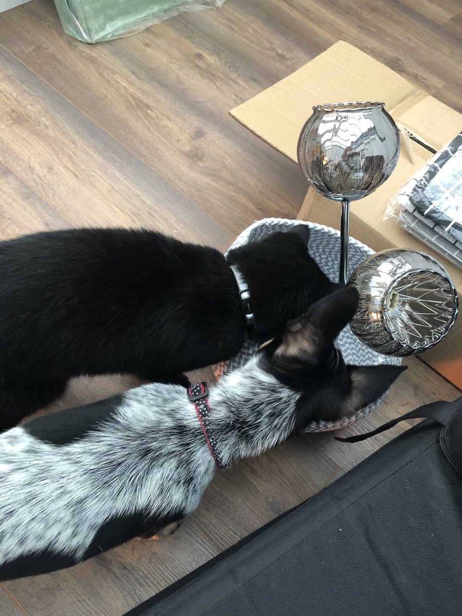 dexter110619's tweet photo. Ooooo what’s in the basket?? #catbrother #dogsoftwitter #Chihuahua #crazypuppy #doodoos #pennpenn #animalfriends https://t.co/mBDqS33MSP