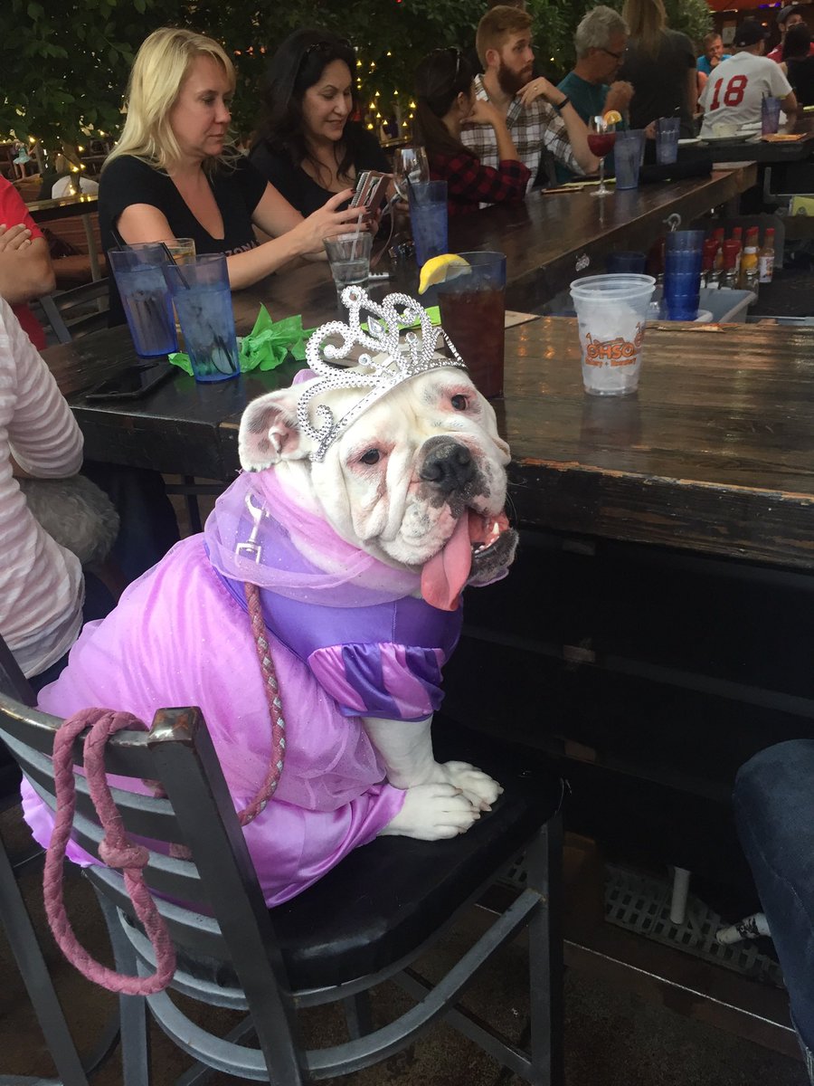 jdigs21's tweet photo. After a long day at the bar, the princess is ready for a nap too https://t.co/O0cEIVPAvq