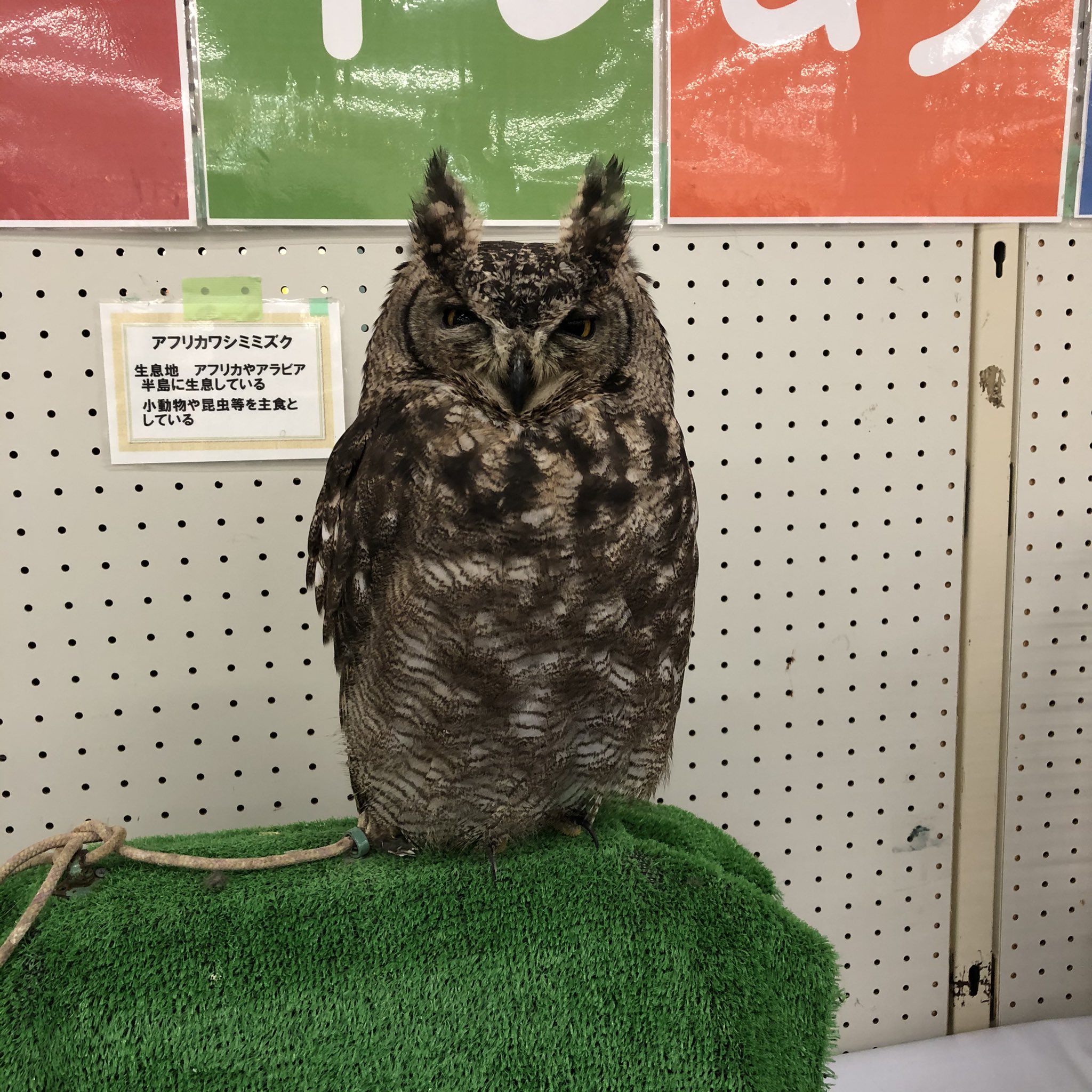 丸三安田瓦工業 公式 11 5 6 クールジャパンexpoinniigata 朱鷺メッセ おはようございます 11 25 月 新潟県阿賀野市は雨 昨日 本物のミミズクを見ました 置物かな と思ったら 1枚目 コイツ 動くぞ 2枚目 となりました 超