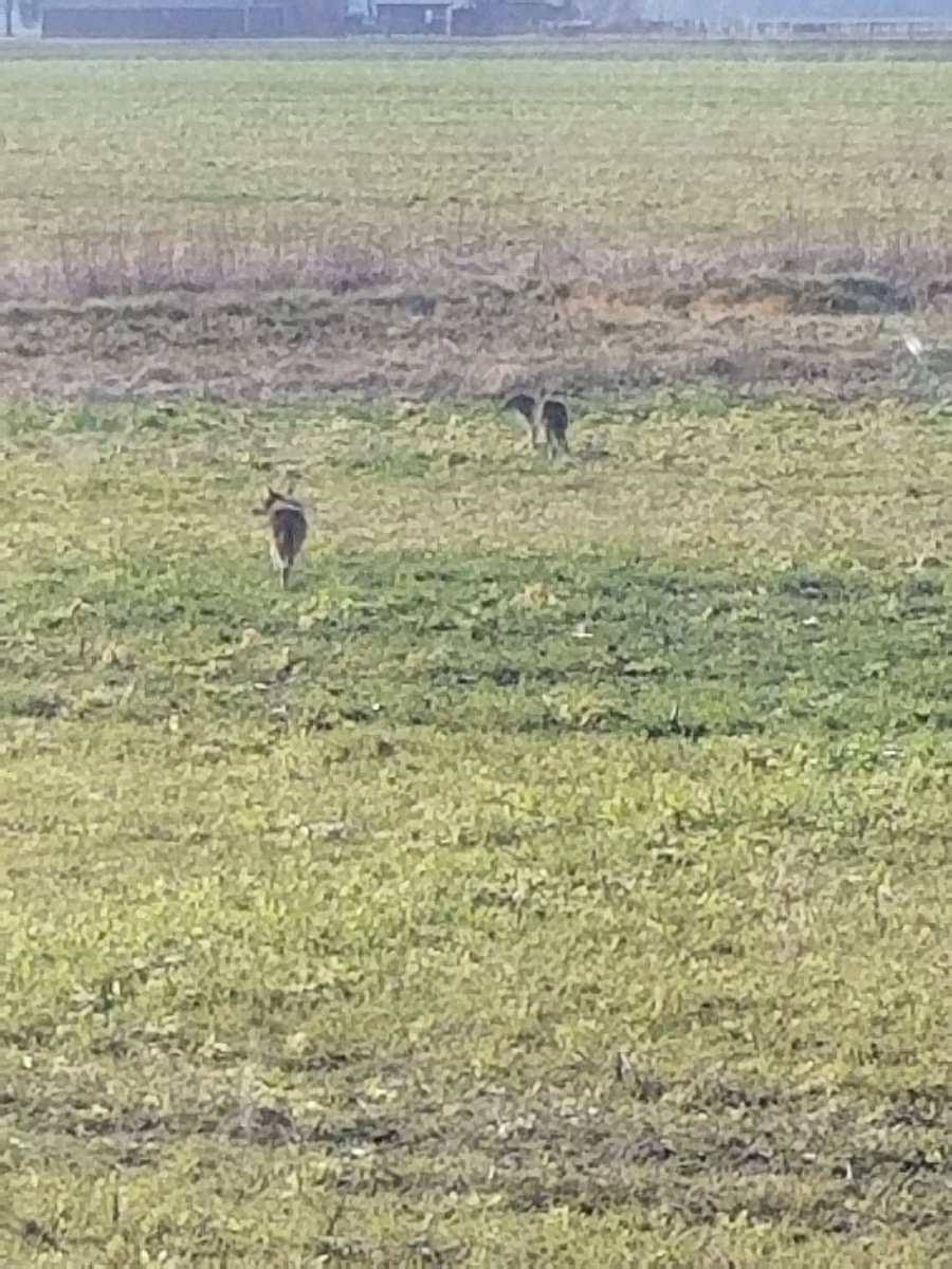 randyguy1258's tweet photo. Chased these 2 out on the last pass of #harvest19 https://t.co/STkKDrPNxr