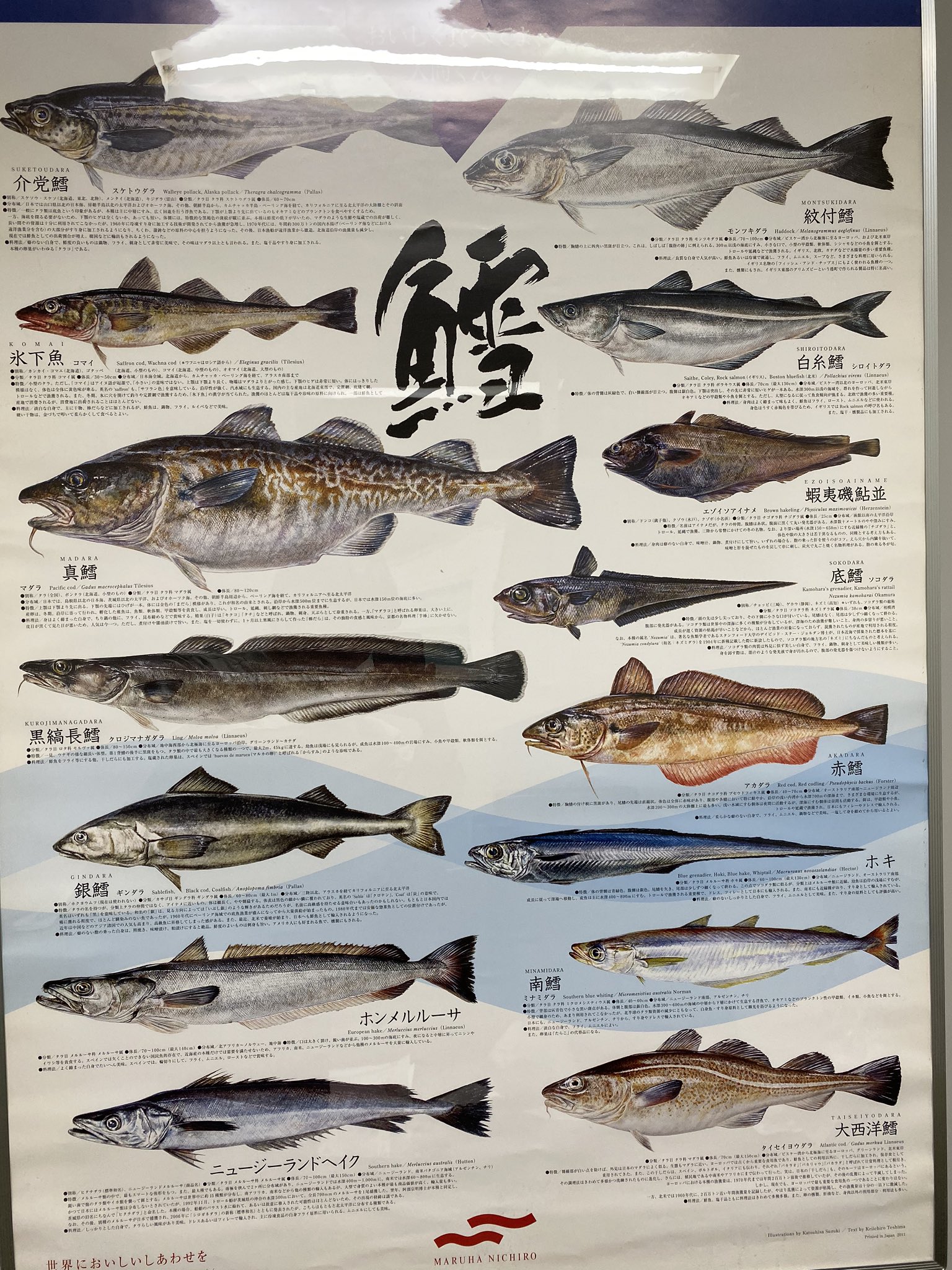 丸水札幌中央水産 株 公式 No Twitter たらってたくさん種類あるんですよ 笑 普段食べているのわマダラ 道産たらこの原料はすけとうだら フィレオフィッシュのタラは どれでしょーか 水産 知識 たら T Co Bhnqprwmr3 Twitter