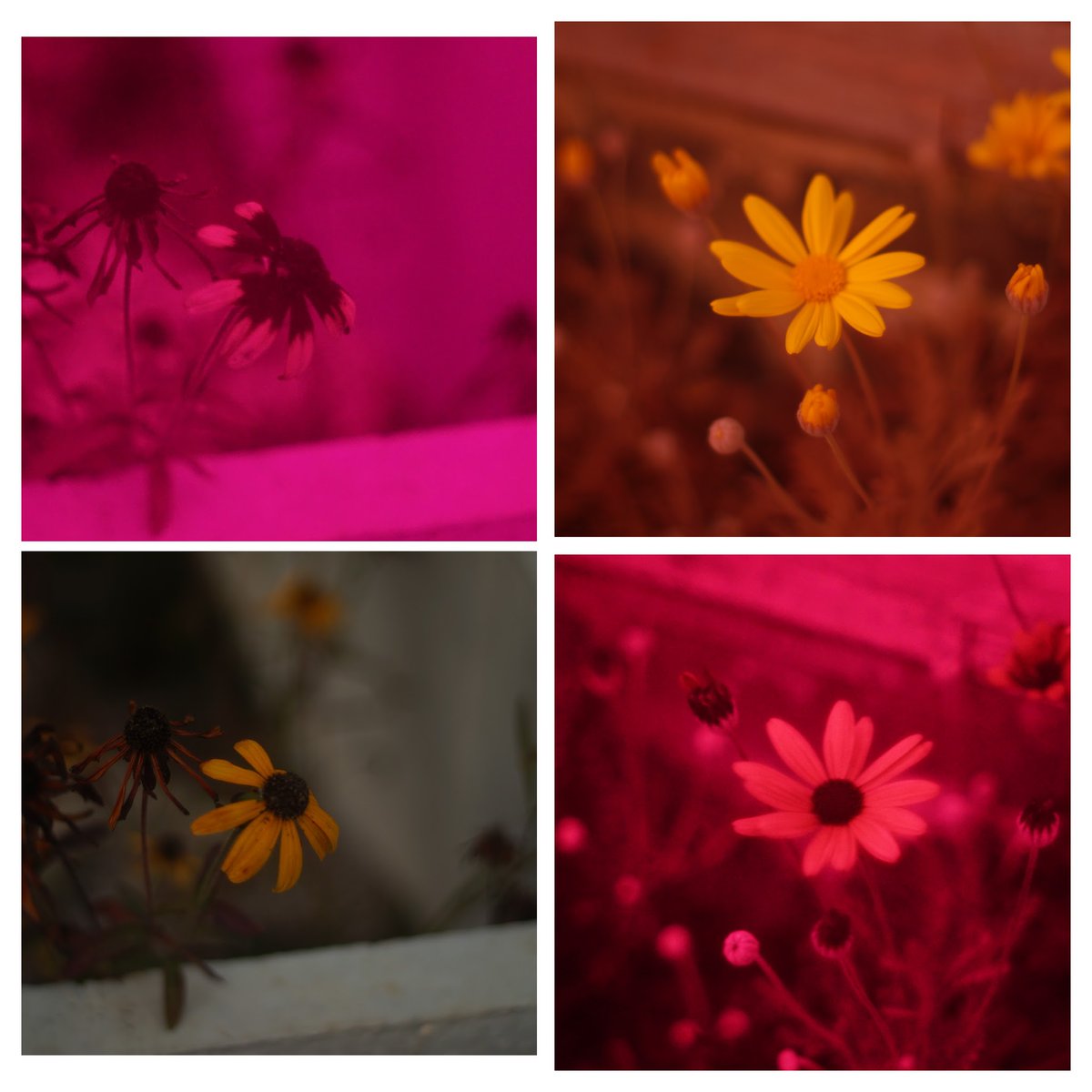 RPrudence's tweet photo. Some normal colour photos versus the same scene in UV. I'd say my full spectrum camera was working well! #UV #beevision #UVIR https://t.co/4zlciVnSxP