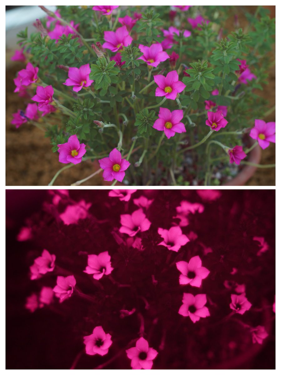 RPrudence's tweet photo. Some normal colour photos versus the same scene in UV. I'd say my full spectrum camera was working well! #UV #beevision #UVIR https://t.co/4zlciVnSxP
