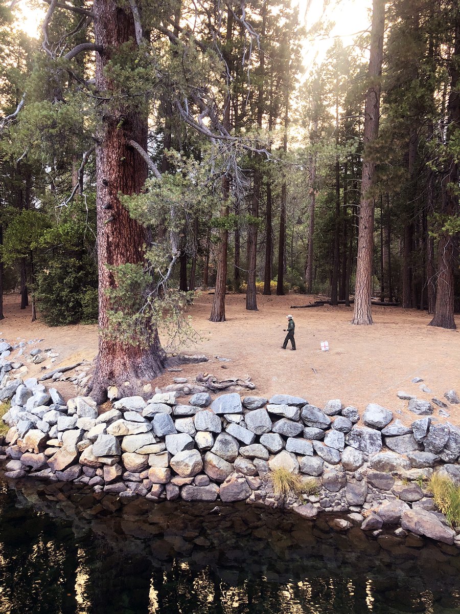 YosemiteNPS's tweet image. These Yosemite pinecones spent 37 years in a visitor's home as beloved holiday decor, but this weekend, they made their final journey home. At the visitor's request, Ranger Kate returned them to the park landscape. What a great reminder to only take photos home with you!