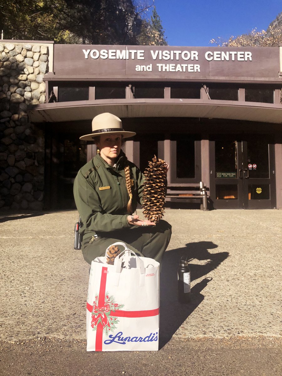 YosemiteNPS's tweet image. These Yosemite pinecones spent 37 years in a visitor's home as beloved holiday decor, but this weekend, they made their final journey home. At the visitor's request, Ranger Kate returned them to the park landscape. What a great reminder to only take photos home with you!