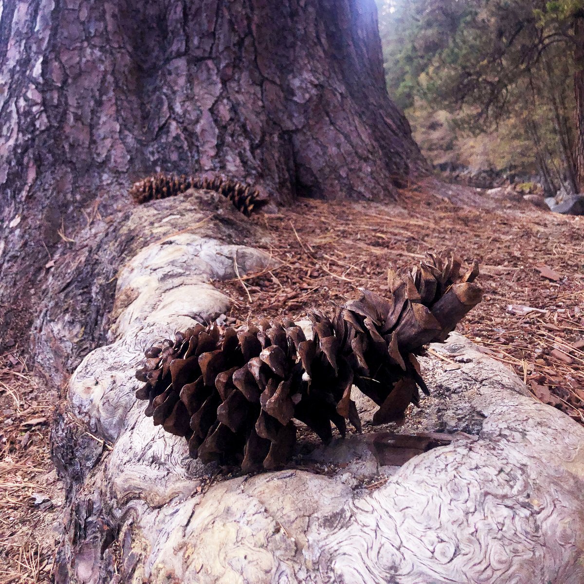 YosemiteNPS's tweet image. These Yosemite pinecones spent 37 years in a visitor's home as beloved holiday decor, but this weekend, they made their final journey home. At the visitor's request, Ranger Kate returned them to the park landscape. What a great reminder to only take photos home with you!