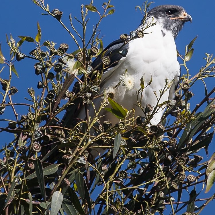 vafaned's tweet photo. #Birdwatching #Ethiopia
#AugurBuzzard A beautiful #Buzzar #Raptor
#Birdforum
#ornithology
#wildlifephotography
#birdphotography
@Avibase
#eBird https://t.co/kSJ2AHMpmx