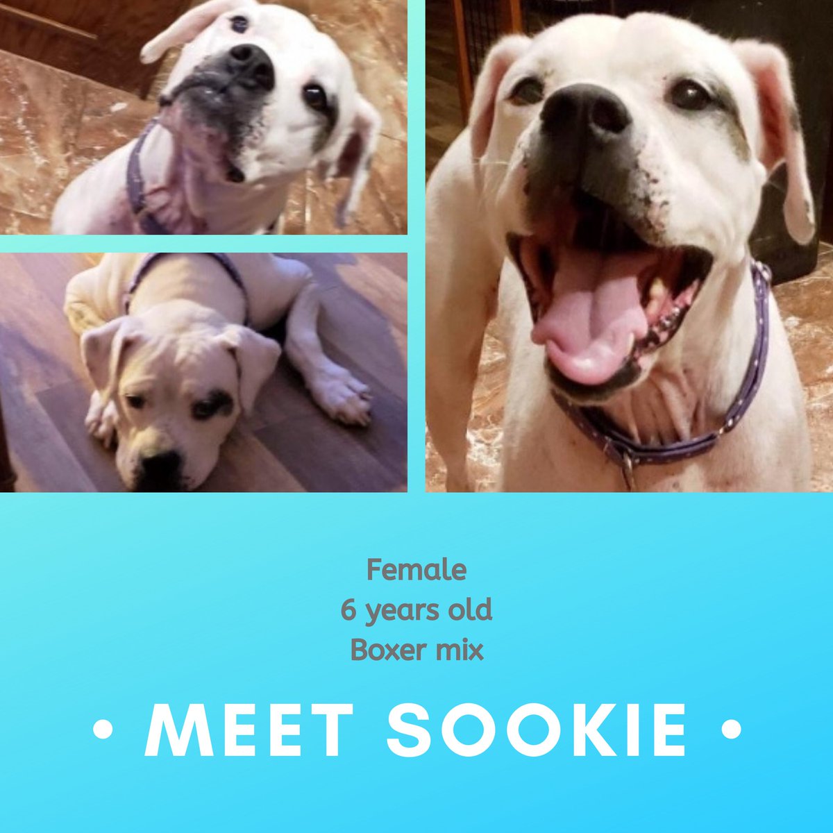 Say hi to Sookie! This sweet, loving, even-tempered, gentle lady was a volunteer favorite in her Texas shelter! She's house trained, crate trained, great on the leash, good around kids, and could care less about cats. bit.ly/2OkqcWF