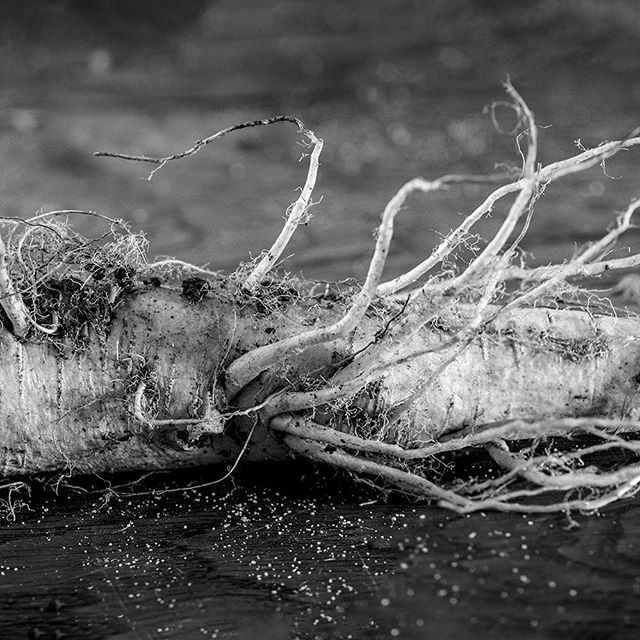 #noiretblanc #blackandwhite #nikon #legume #racine #nature #naturemorte #alien #insecte #extraterrestre #photoculinaire #culinaire #veggie avec @anna_ka_123#noiretblanc #blackandwhite #nikon #legume #racine #nature #naturemorte #alien #insecte #extraterrestre #photoculinaire…