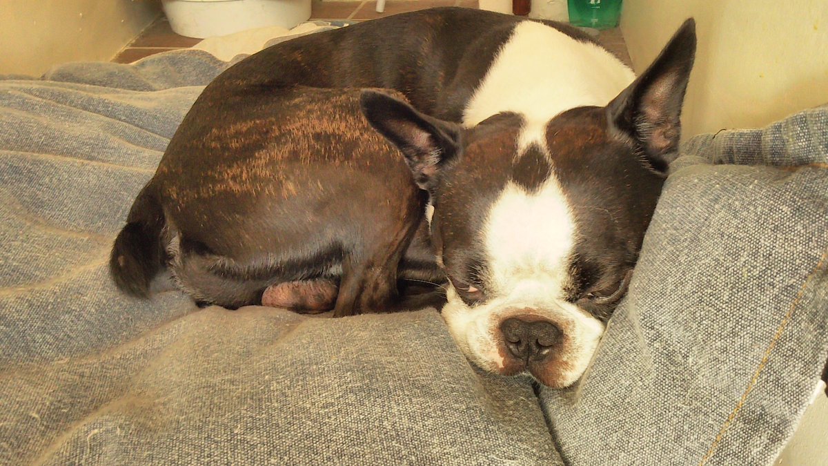 トックリキワタ珈琲店 No Twitter コーンブレッド フレンチトースト ラズベリーのチーズケーキ等のご用意あります 本日のスープ エスニックゆし豆腐 ボス 出勤してます トックリキワタ珈琲店 沖縄カフェ 那覇カフェ ボス ボストンテリア Bostonterrier