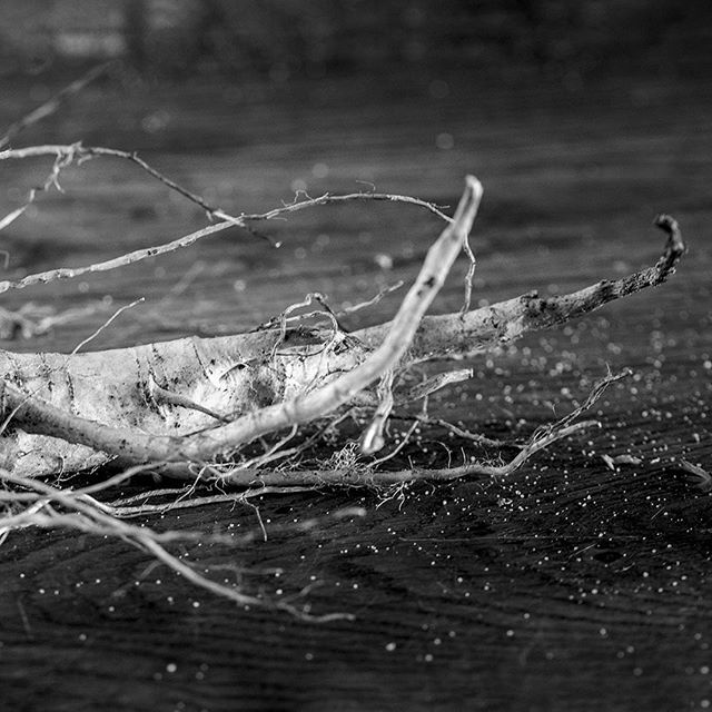 #noiretblanc #blackandwhite #nikon #legume #racine #nature #naturemorte #alien #insecte #extraterrestre #photoculinaire #culinaire #veggie avec @anna_ka_123#noiretblanc #blackandwhite #nikon #legume #racine #nature #naturemorte #alien #insecte #extraterrestre #photoculinaire…