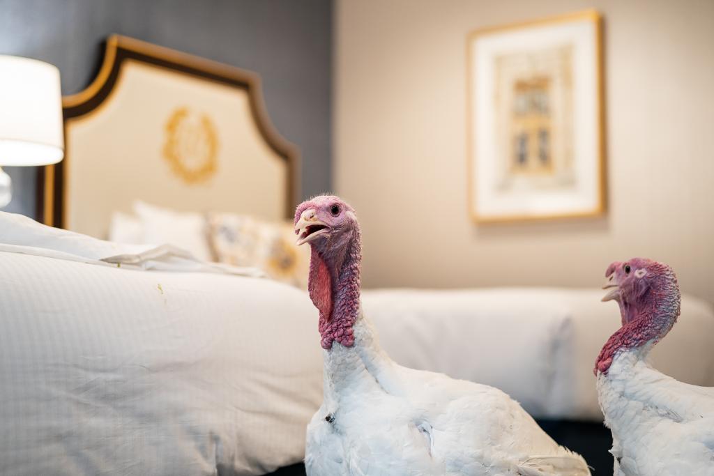 WhiteHouse45's tweet photo. The Presidential Turkeys have arrived in DC! After their trek from North Carolina, the two birds are settled in at The @WillardHotel and are resting up for the ceremony on Tuesday.

Tune in tomorrow at 11 a.m. ET to learn their names and vote for which bird should be pardoned! https://t.co/bSHd7gjwhM