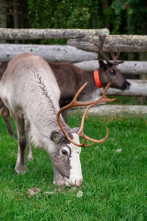 Last Dance of the Reindeer: Sami Reindeer Herding in Sweden via @soultravelblog 

#travel #Sweden #SamiHerders #Reindeer #culture 

buff.ly/33bIoFW