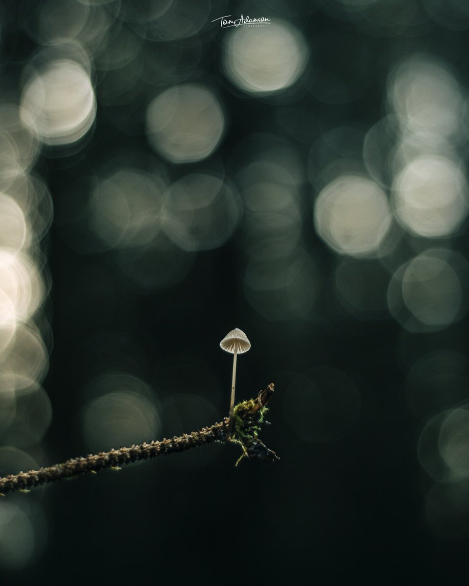 Little winter mushroom. That bokeh through the trees ! #nature #nikon