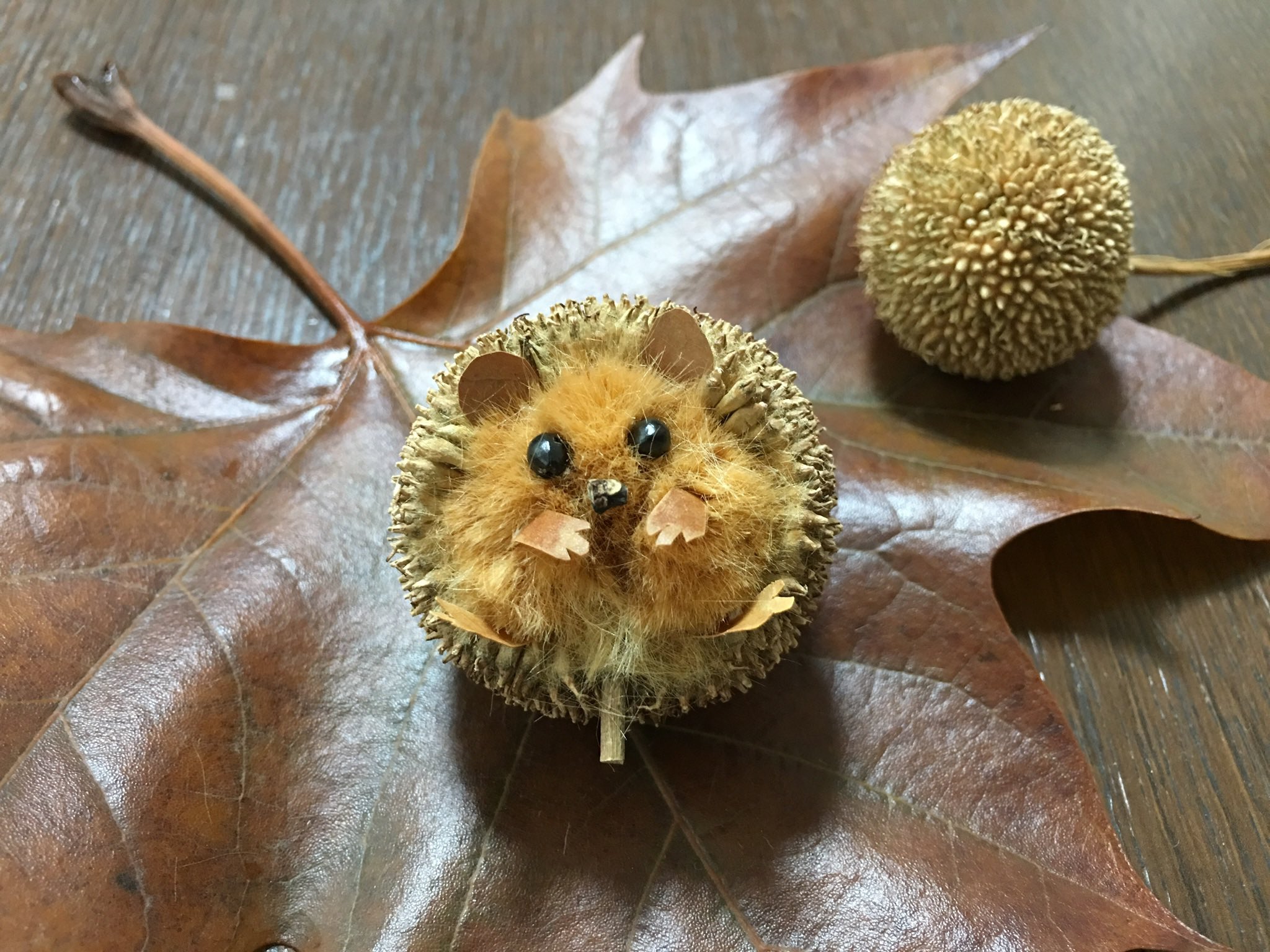 Uzivatel Inori Na Twitteru ちなみに その他のハリネズミです スズカケノキの実のハリネズミ アカツメクサの花のハリネズミ クヌギのドングリのハリネズミ 栗のイガのハリネズミ です T Co Velj8emryj Twitter