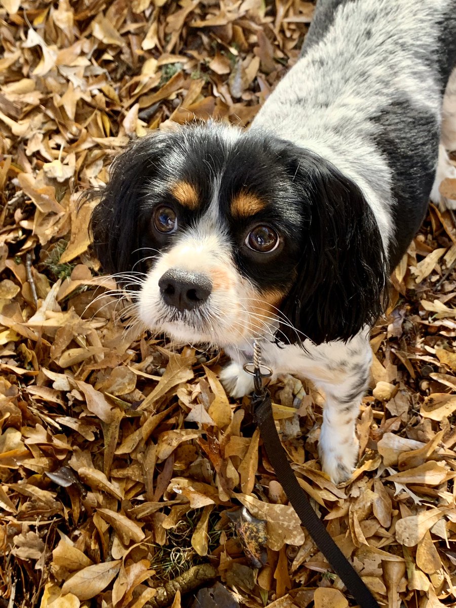 BroadwayDogs's tweet photo. Fall photo shoot!!! https://t.co/Q5WFEhT8jf